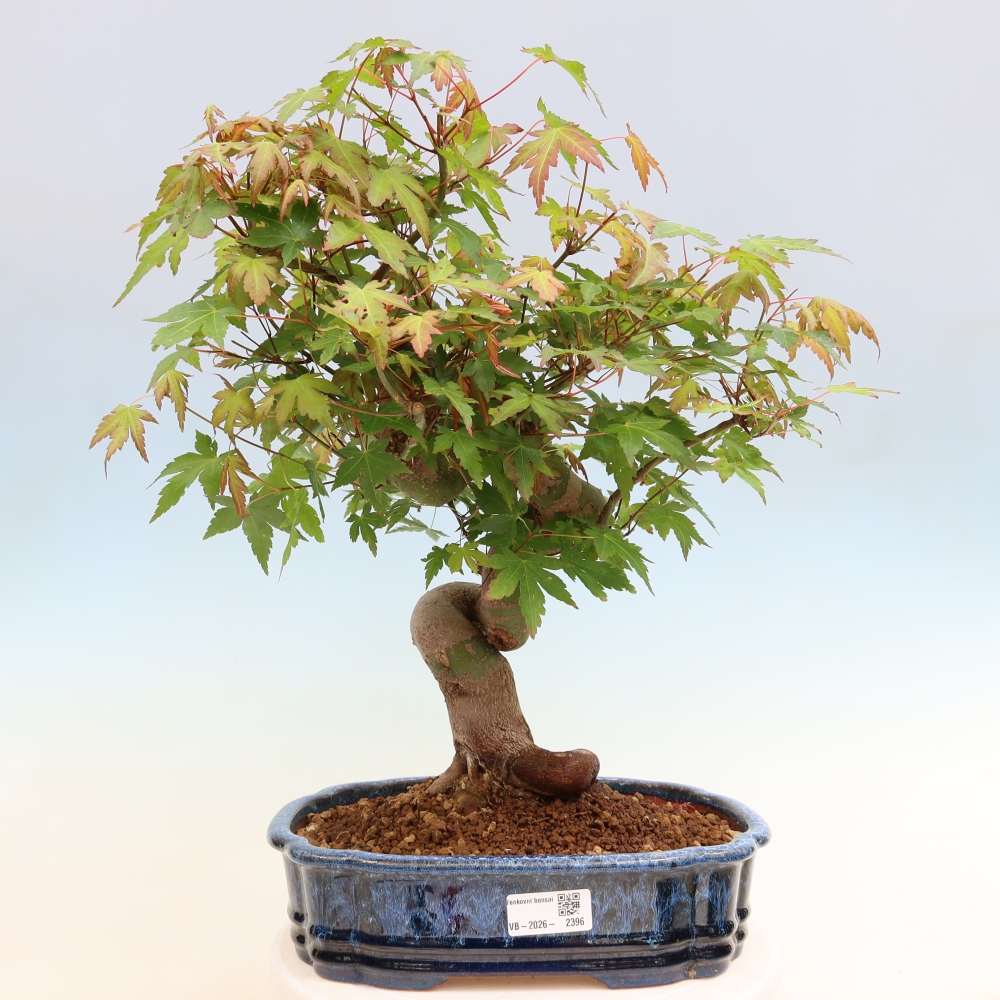 Bonsai da esterno - Acero Burger - Acer Burgerianum