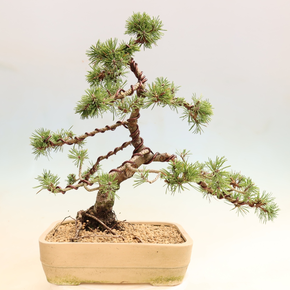 Bonsai da esterno - Pinus mugo Humpy  - Pino mugo
