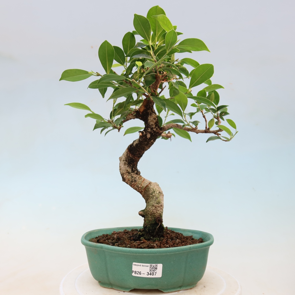 Camera bonsai - Ficus kimmen - ficus a foglie piccole