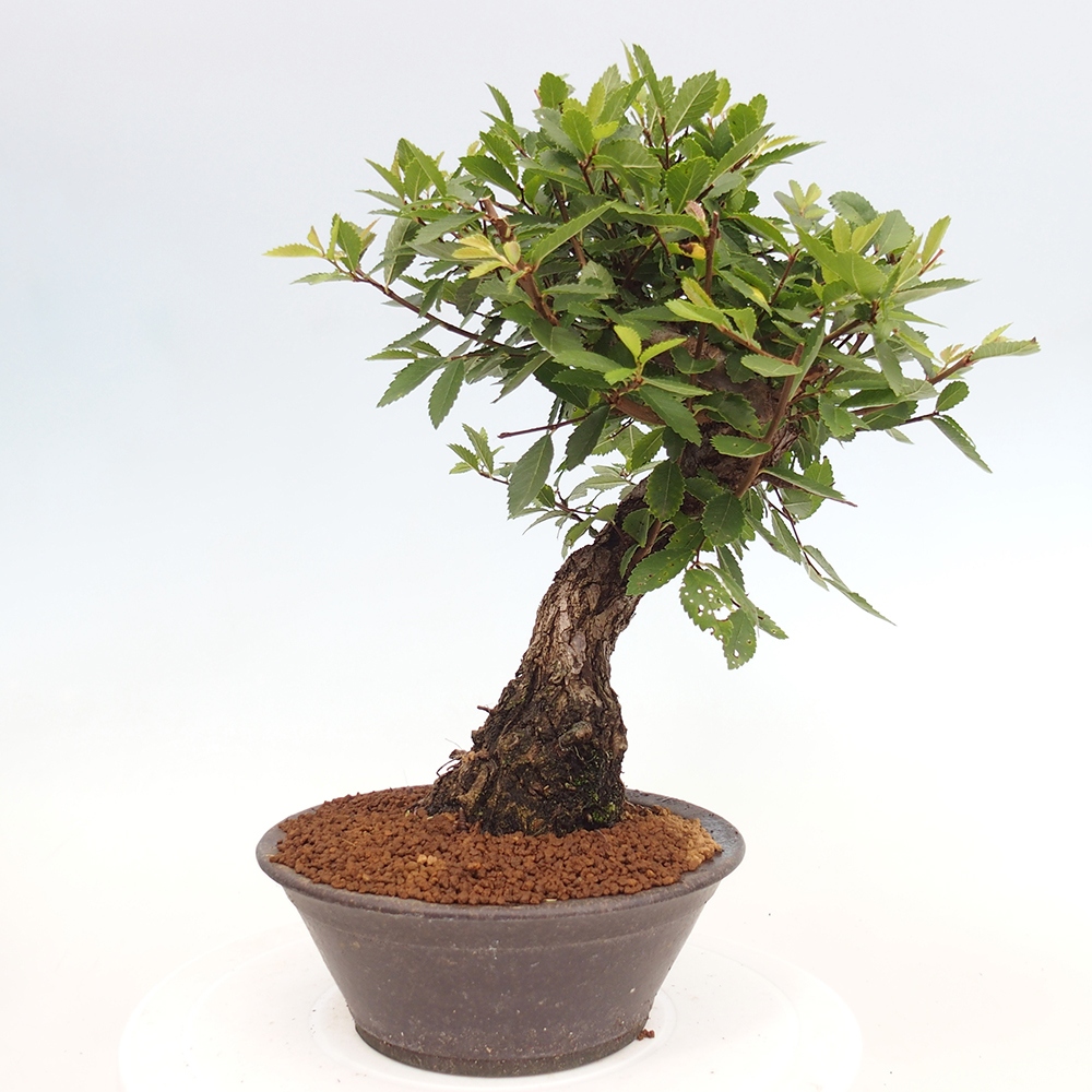 Bonsai da esterno - Zelkova - Zelkova NIRE