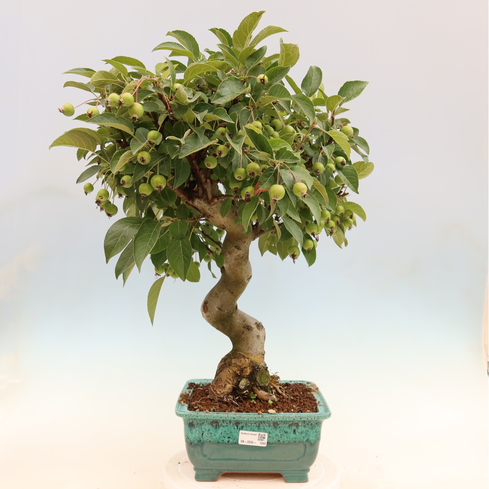 Bonsai da esterno -Malus halliana - Melo a frutto piccolo