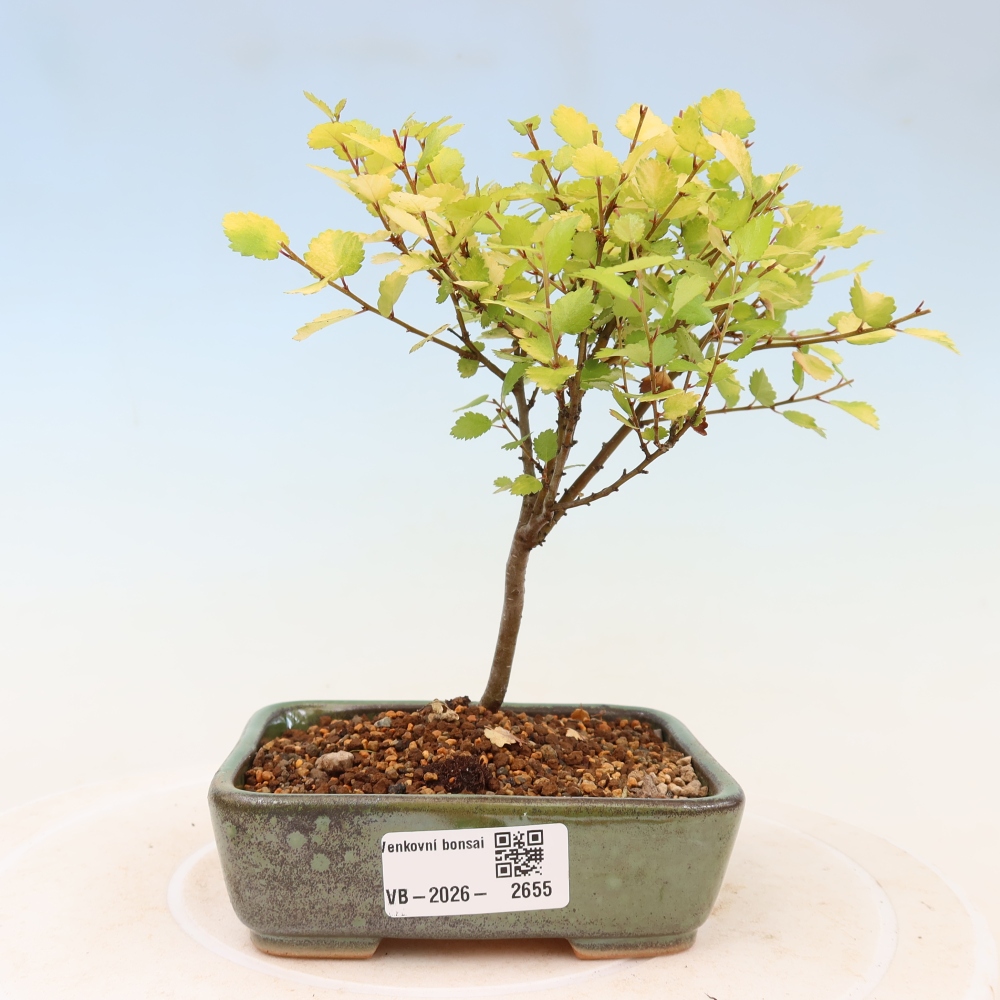 Bonsai da esterno - betulla nana - Betula NANA Golden Treasure