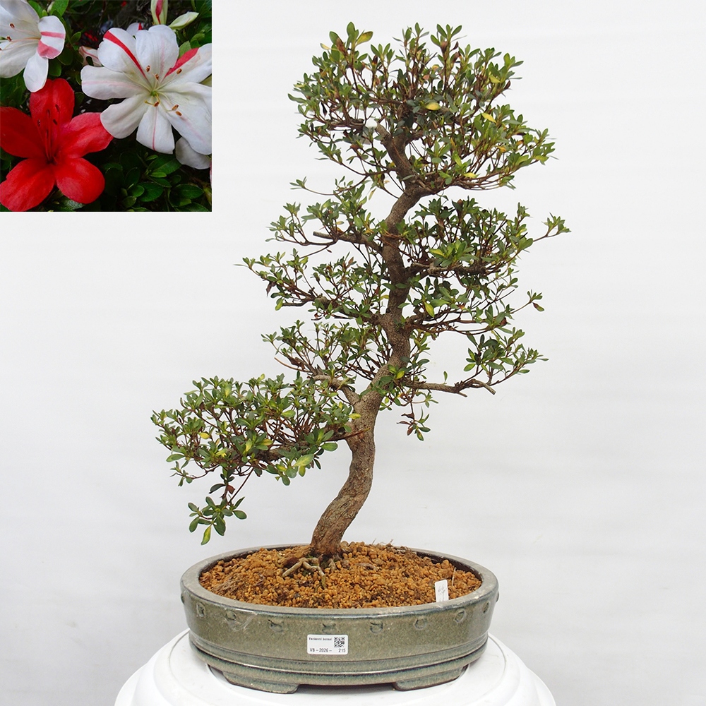 Bonsai da esterno - Azalea giapponese - Azalea Nishikie