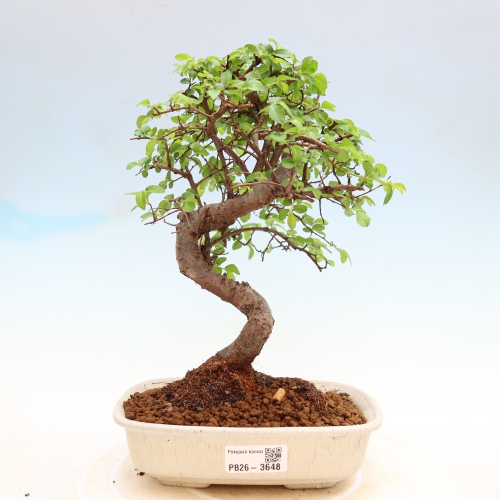 Camera bonsai - Ulmus parvifolia - Olmo a foglie piccole