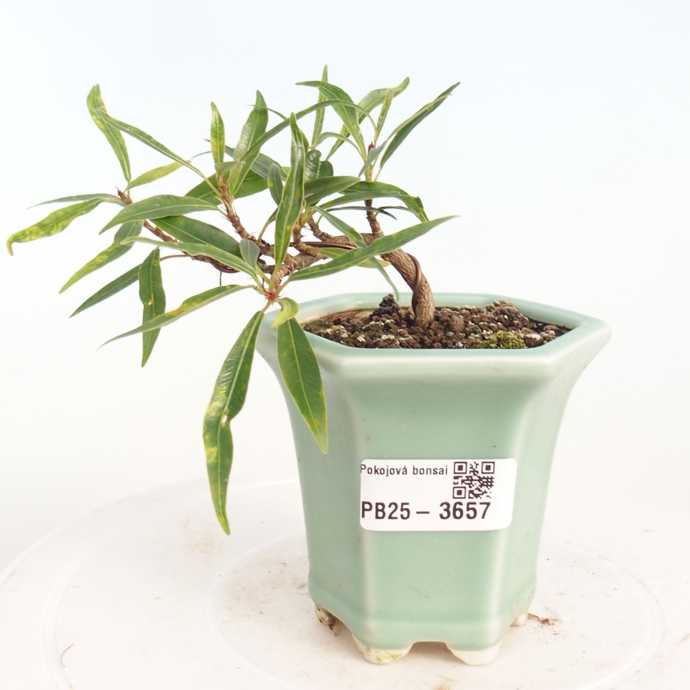 Camera bonsai - Ficus nerifolia - ficus a foglie piccole
