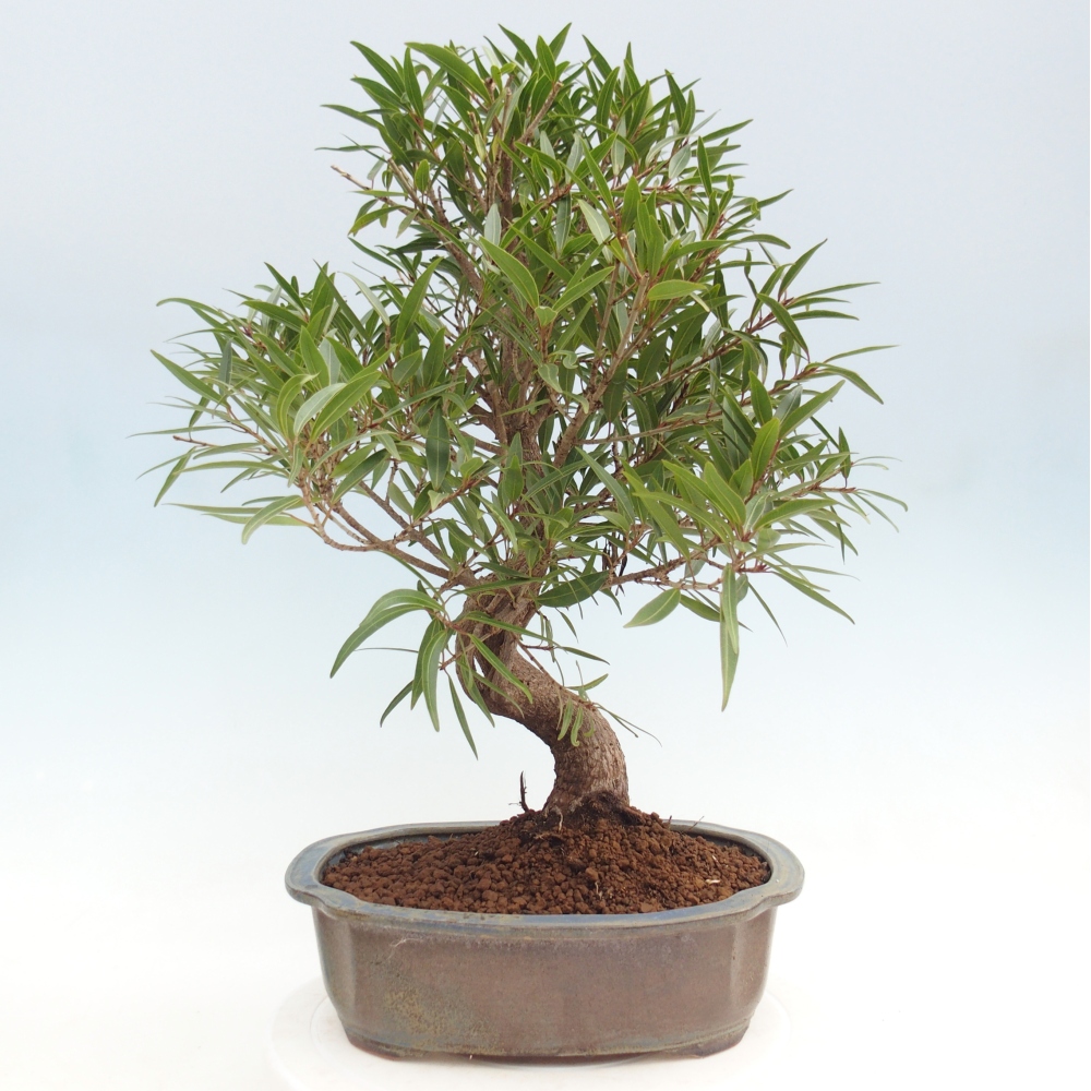 Camera bonsai - Ficus nerifolia - ficus a foglie piccole
