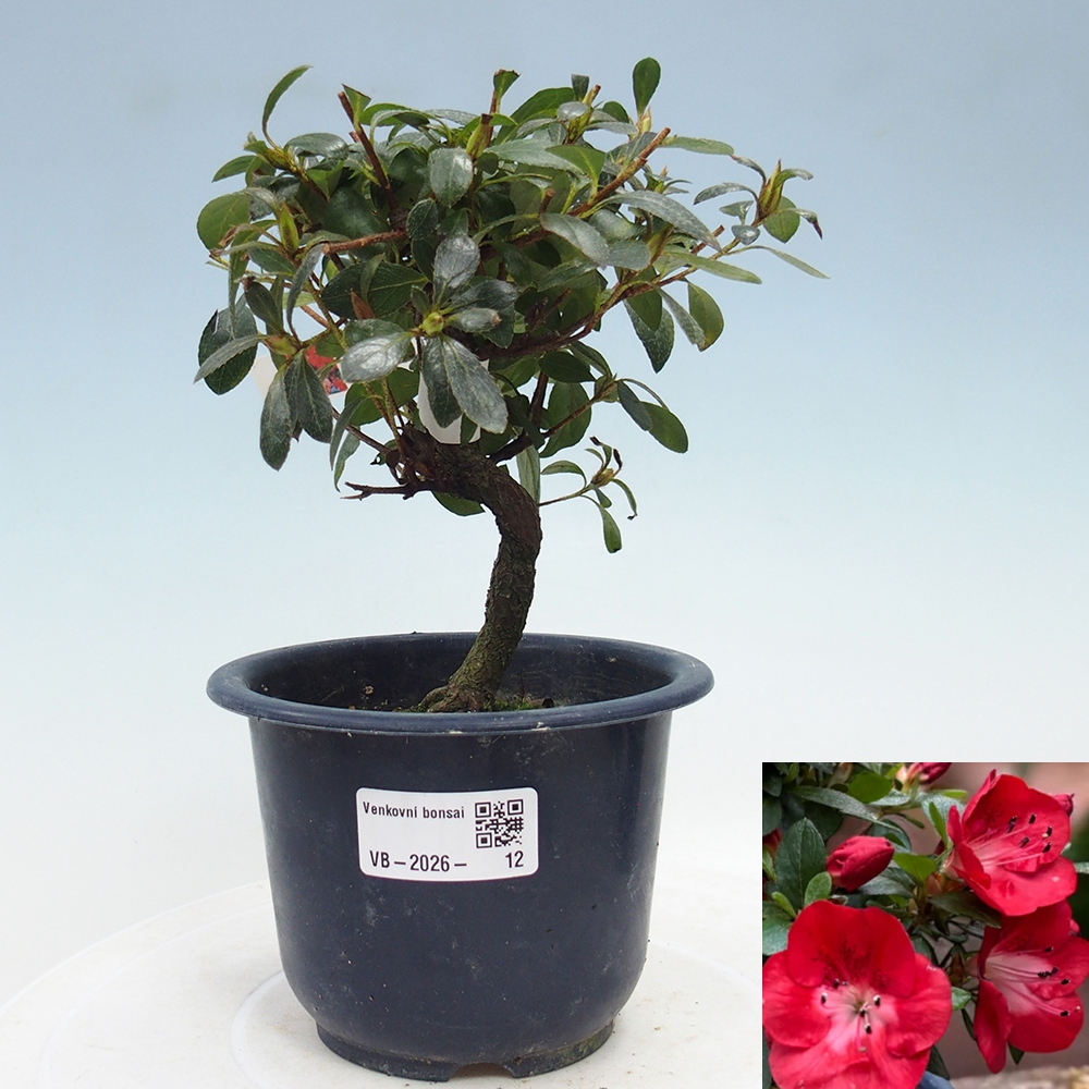 Bonsai da esterno - Azalea giapponese - Azalea Benibeni
