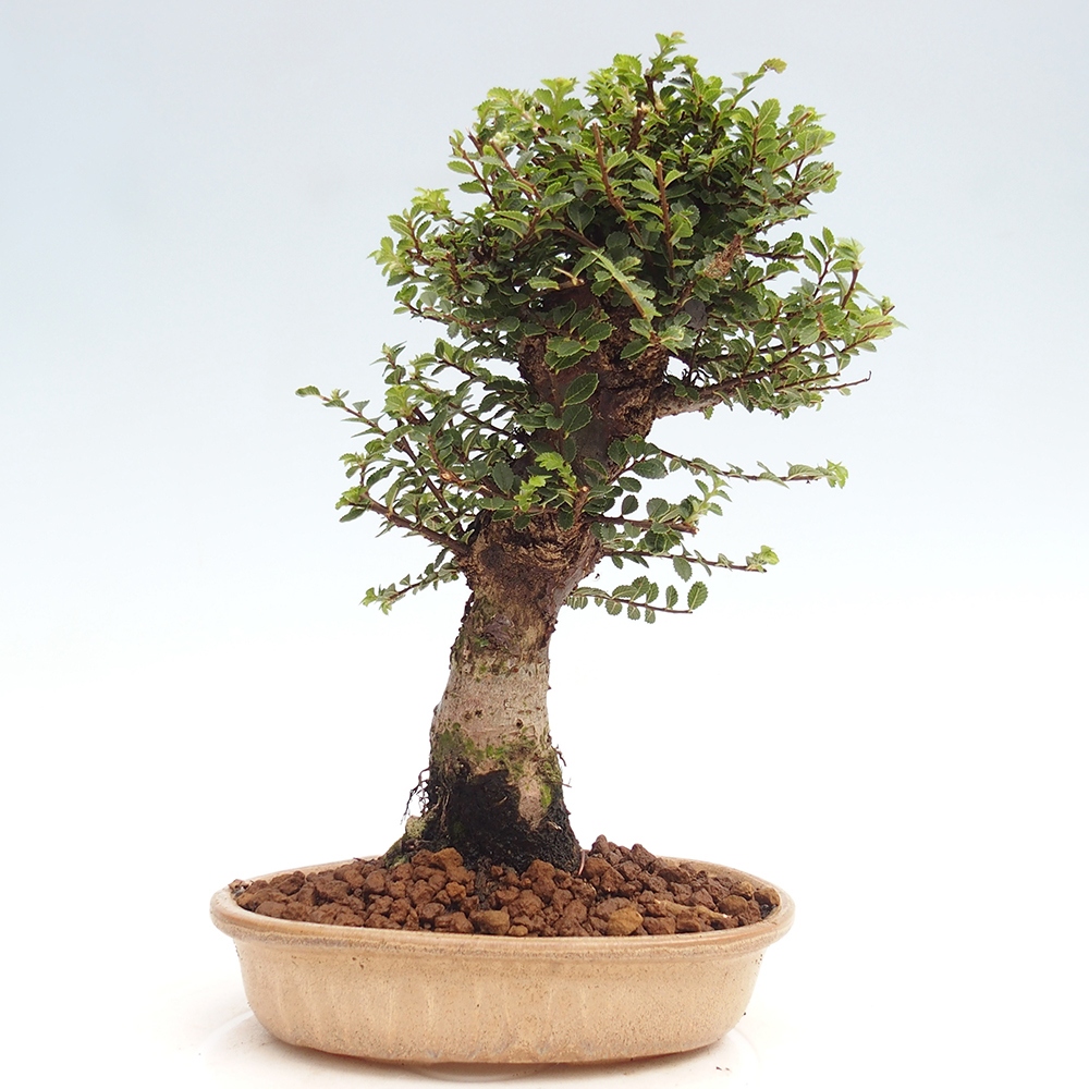 Bonsai da esterno - Ulmus parvifolia Hokkaido - Olmo cinese