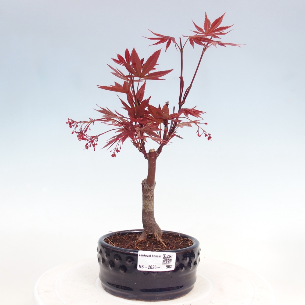 Bonsai da esterno - Palma Acer. Atropurpureum-Javor palmate