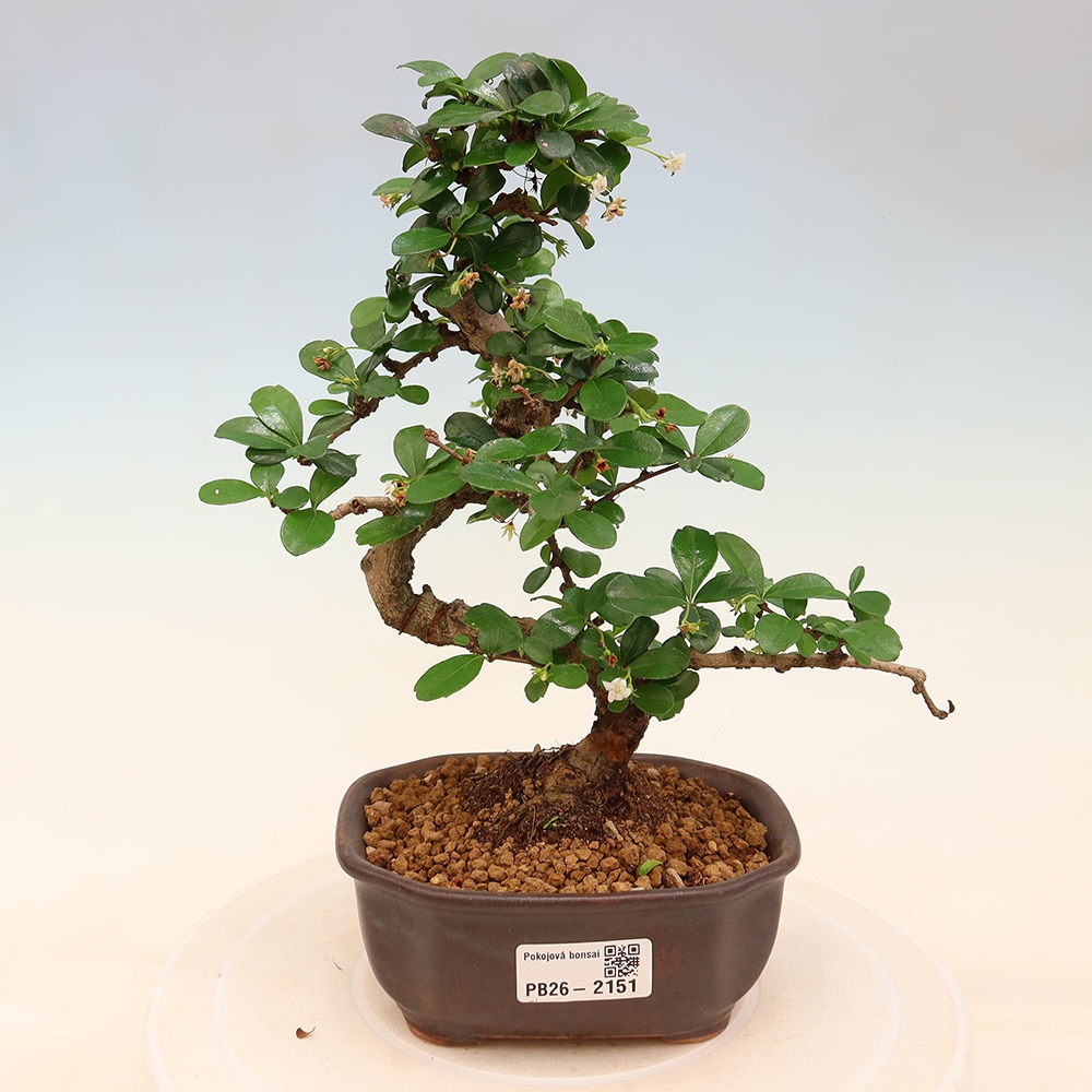 Camera bonsai - Carmona macrophylla - Tea fuki