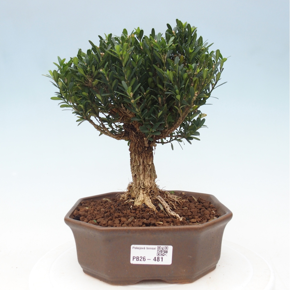 Camera bonsai - Buxus harlandii - buxus da sughero