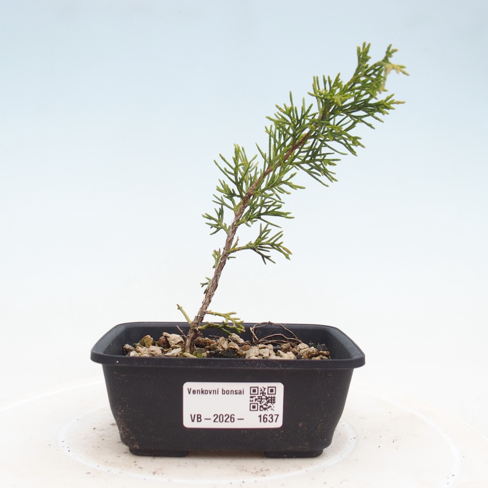 Bonsai da esterno - Juniperus chinensis Itoigawa