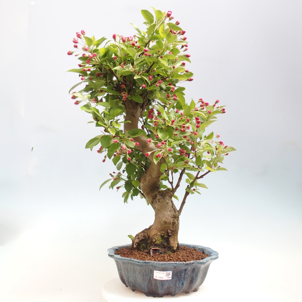Bonsai da esterno -Malus halliana - Melo a frutto piccolo