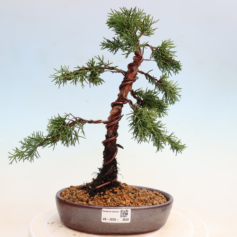 Bonsai da esterno - Juniperus chinensis Kishu