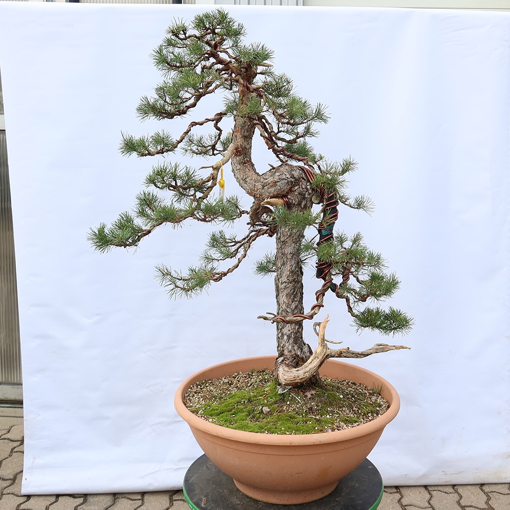 Pinus sylvestris Spagna - pino silvestre