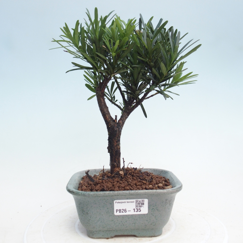 Camera bonsai - Podocarpus - Tasso delle pietre