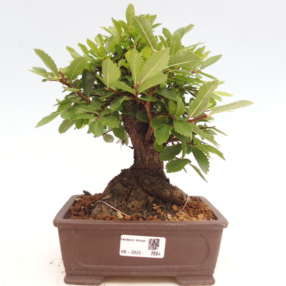 Bonsai da esterno - Zelkova - Zelkova NIRE