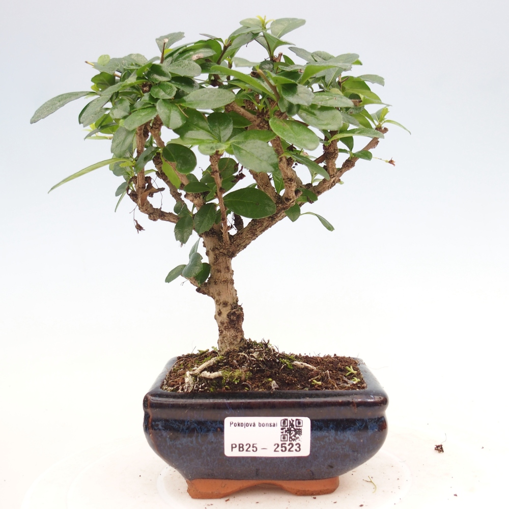 Camera bonsai - Carmona macrophylla - Tea fuki