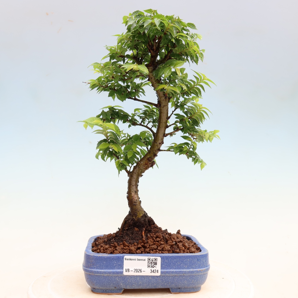 Bonsai da esterno - Ulmus Jacqueline Hillier - Olmo magnifico