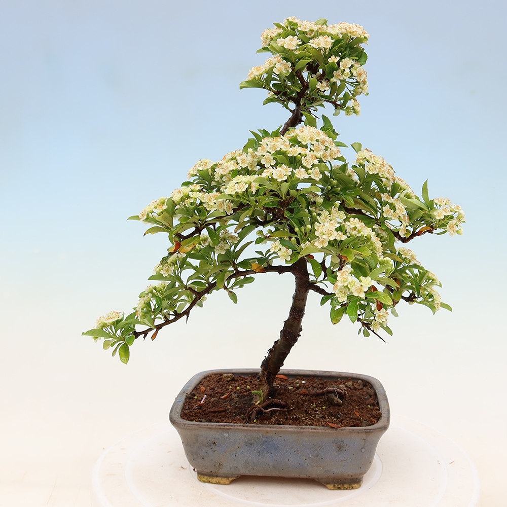 Bonsai da esterno - Pyracantha teton - Pyracantha scarlatta