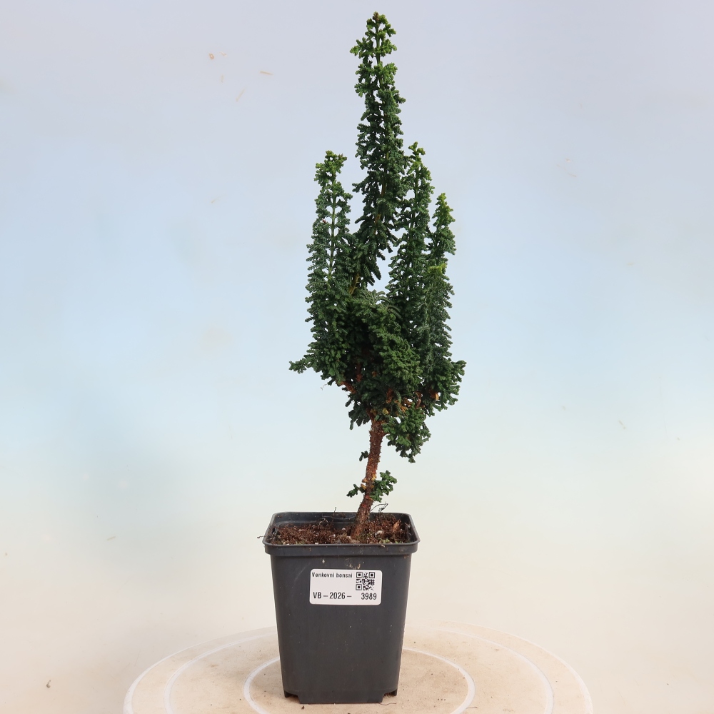 Bonsai da esterno - Cham. obtusa SEKKA HINOKI - Cipresso