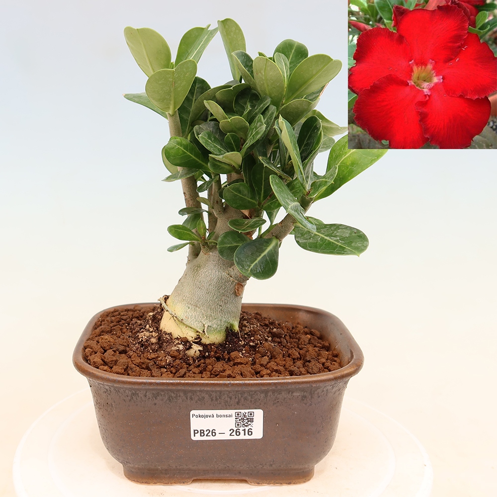 Bonsai da interno - Adenium obesum Red Star - Rosa del deserto