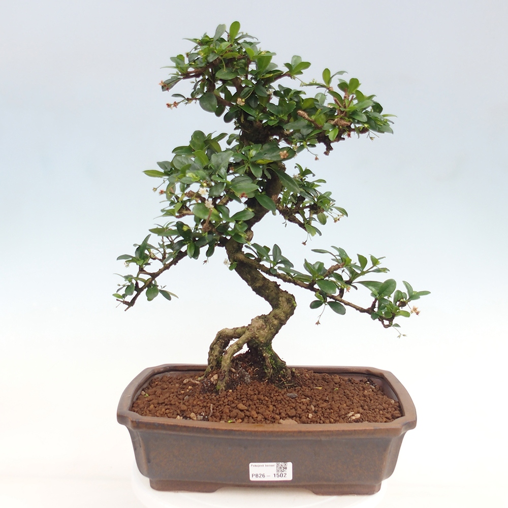 Camera bonsai - Carmona macrophylla - Tea fuki