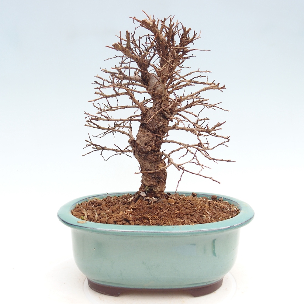 Bonsai da esterno - Zelkova - Zelkova NIRE