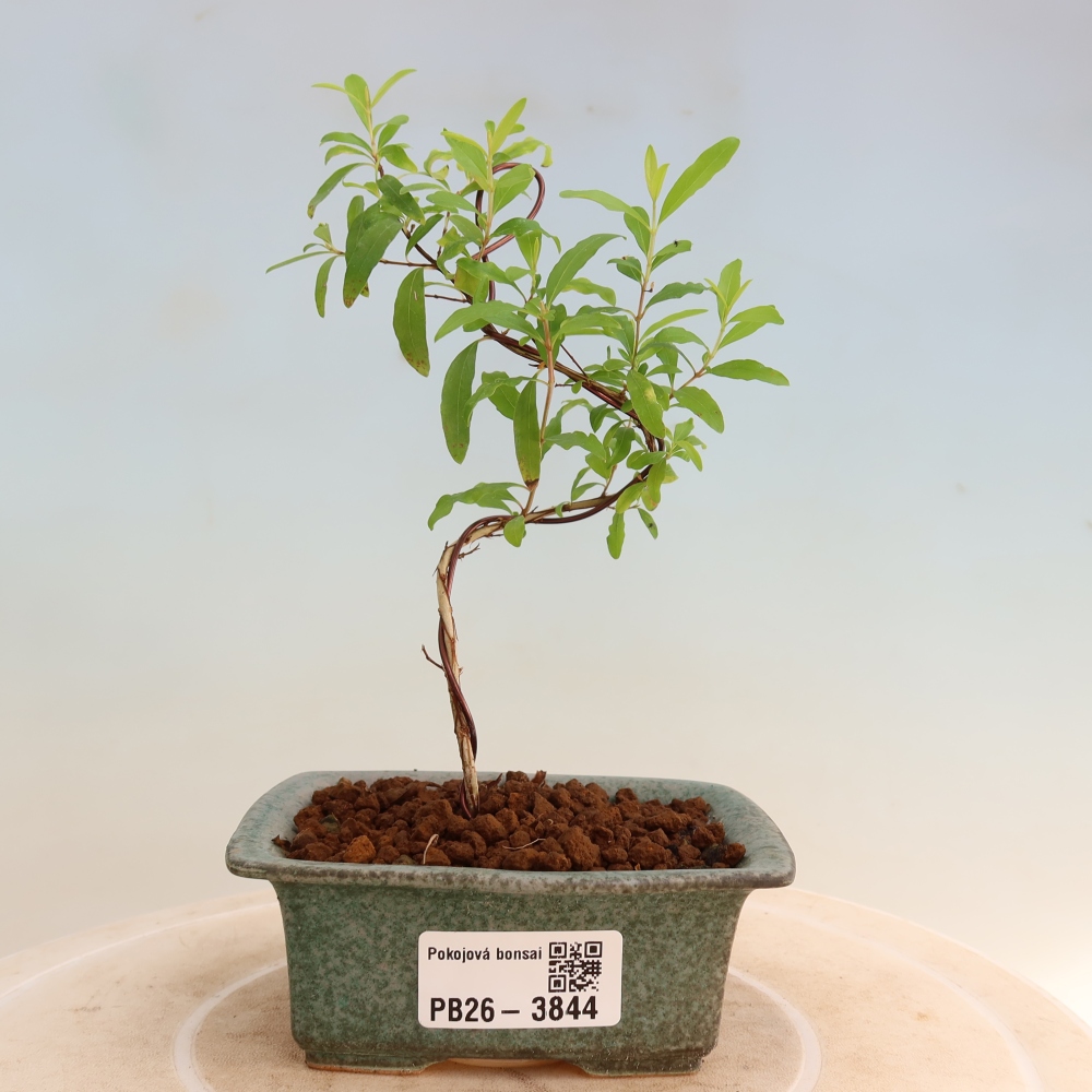 Camera bonsai-PUNICA granatum nana-Mela granata