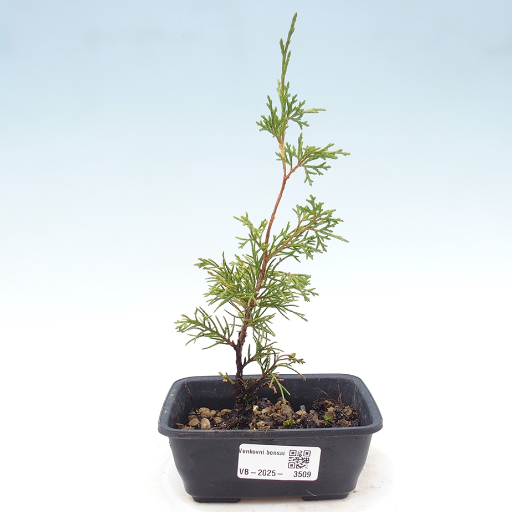 Bonsai da esterno - Juniperus chinensis Itoigawa