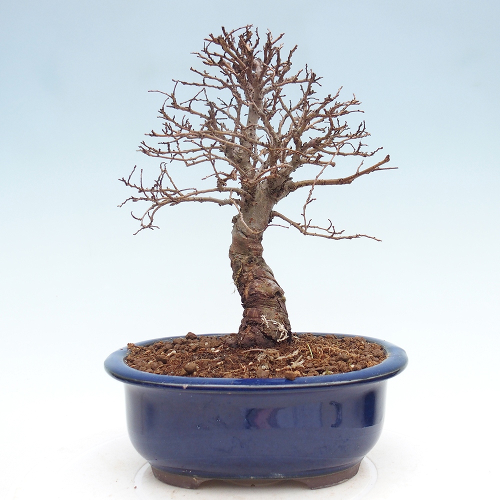 Bonsai da esterno - Zelkova - Zelkova NIRE