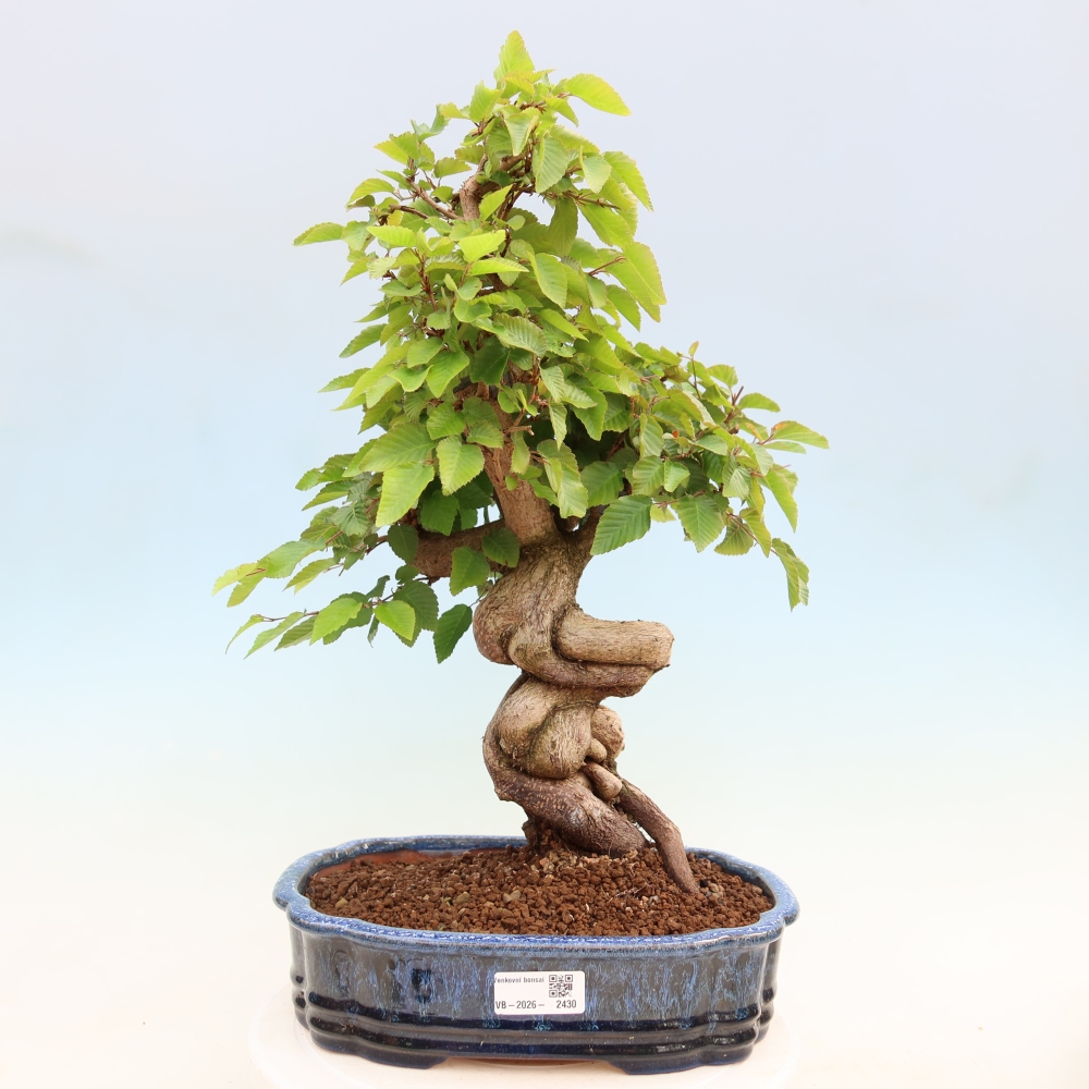 Bonsai da esterno -Carpinus Coreana - Carpino coreano