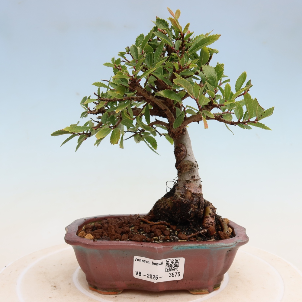 Bonsai da esterno - Zelkova - Zelkova NIRE