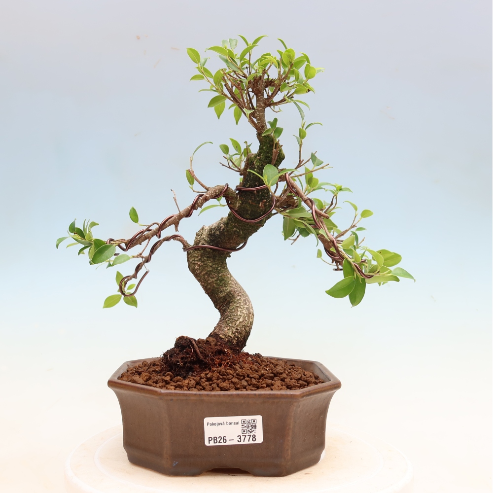 Camera bonsai - Ficus kimmen - ficus a foglie piccole