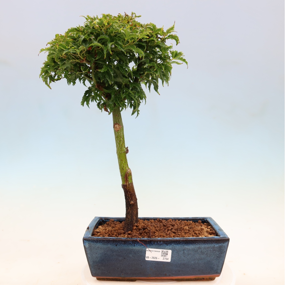 Bonsai da esterno -Palma di Giava Acer palmatum Shishigashira