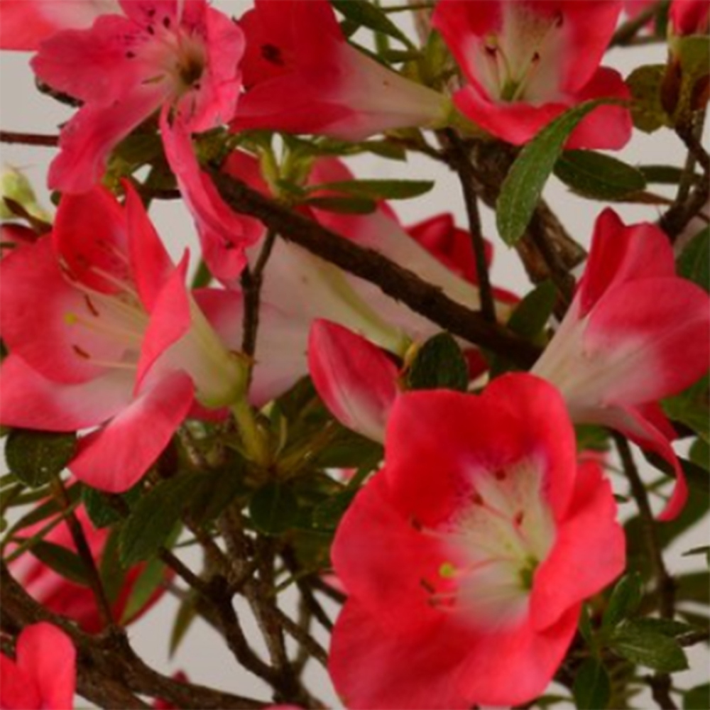 Bonsai da esterno - Azalea giapponese - Azalea Beniko