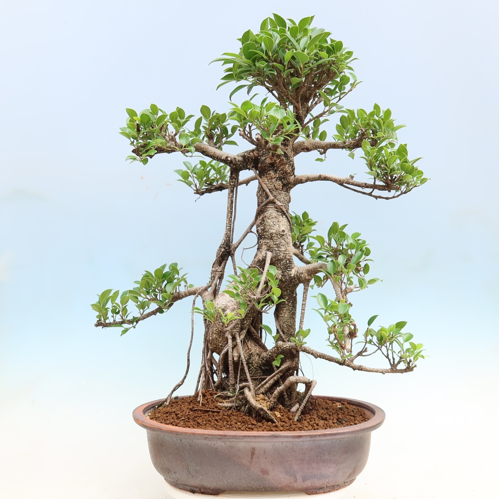 Camera bonsai - Ficus kimmen - ficus a foglie piccole