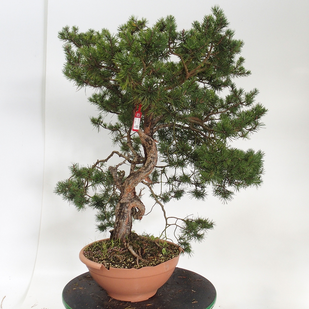 Yamadori - Pinus sylvestris Spagna