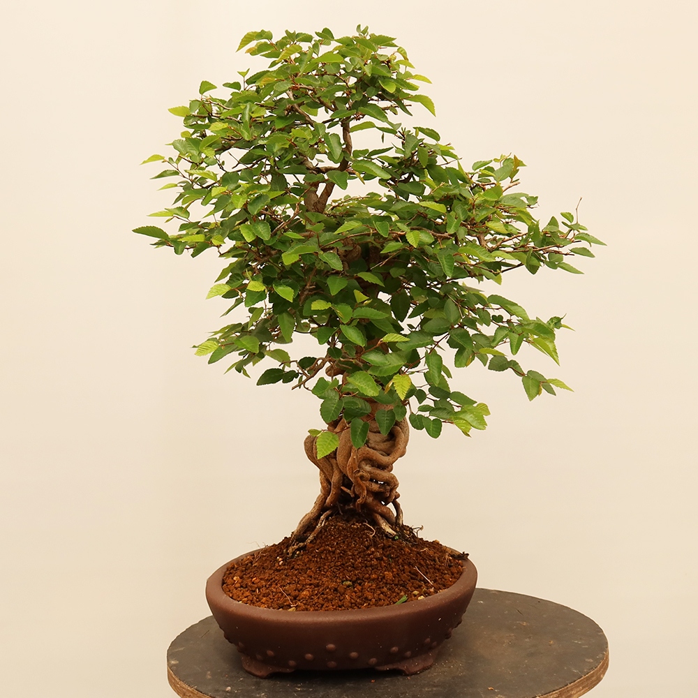Bonsai da esterno -Carpinus Coreana - Carpino coreano