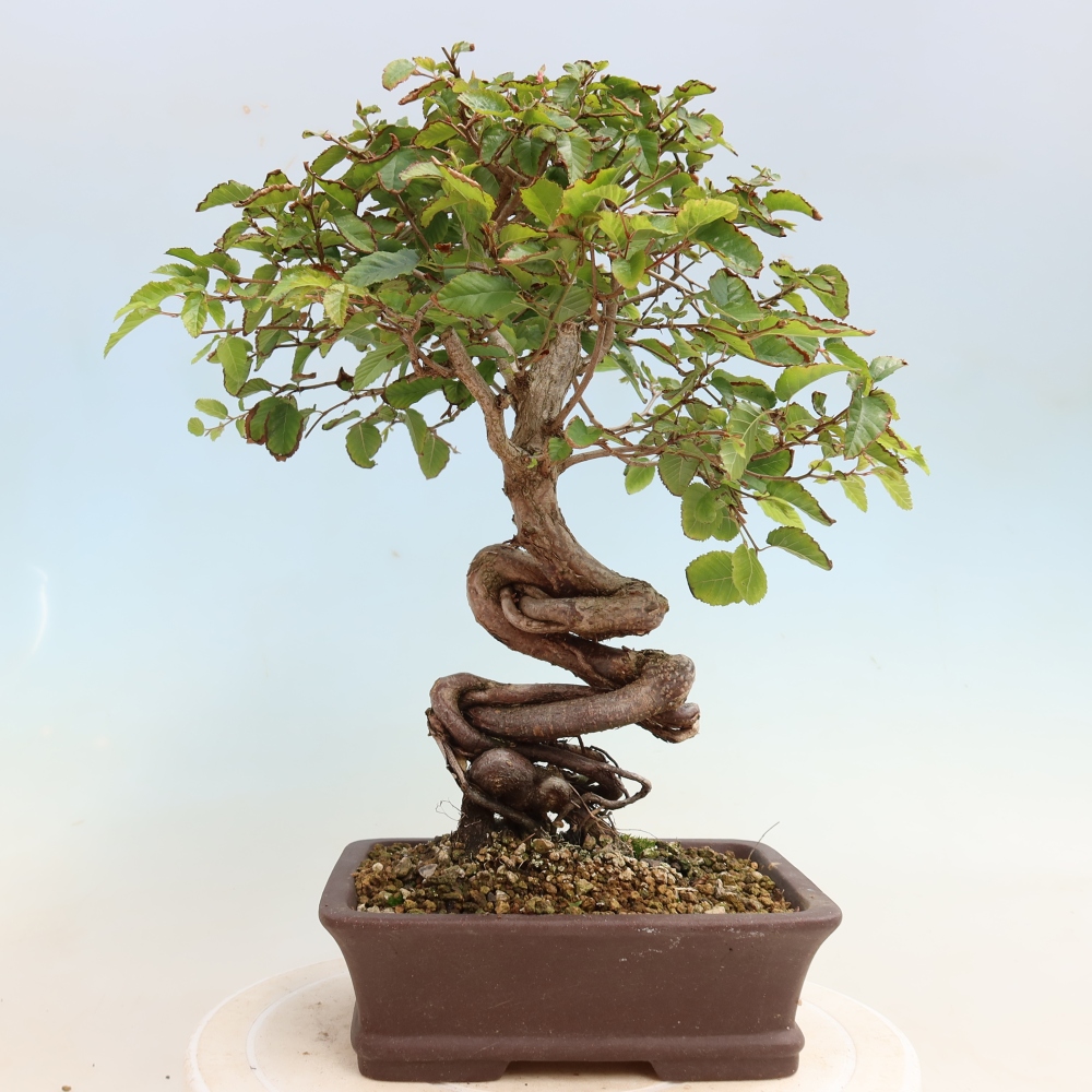 Bonsai da esterno -Carpinus CARPINOIDES - Carpino coreano