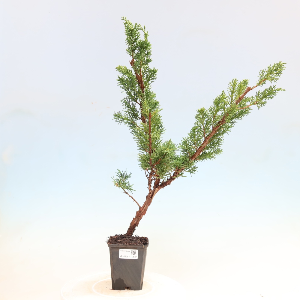 Bonsai da esterno - Juniperus chinensis Kishu
