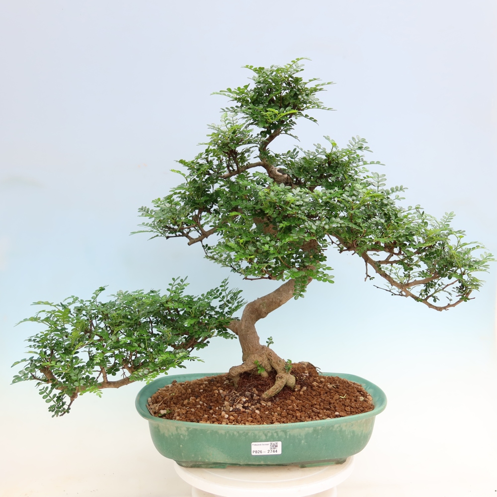 Camera bonsai - Zantoxylum piperitum - albero del pepe