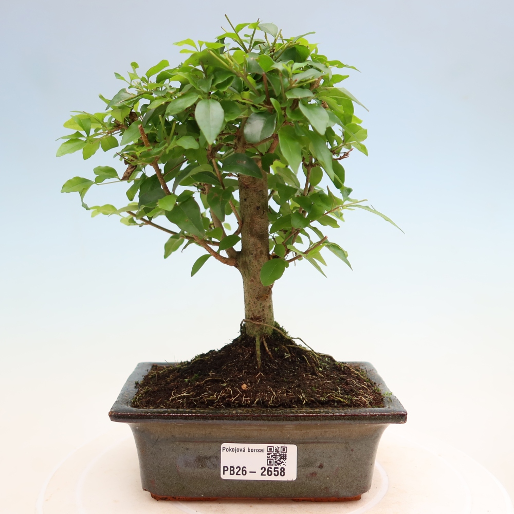 Camera bonsai -Ligustrum chinensis - Becco d'uccello
