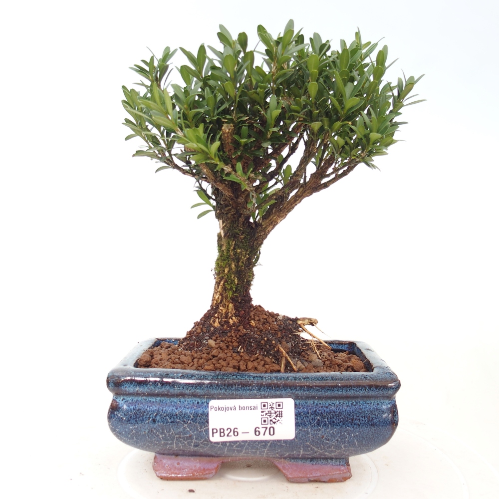 Camera bonsai - Buxus harlandii - buxus da sughero