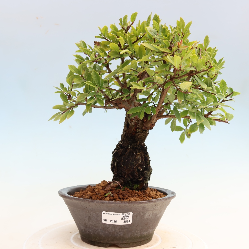 Bonsai da esterno - Zelkova - Zelkova NIRE