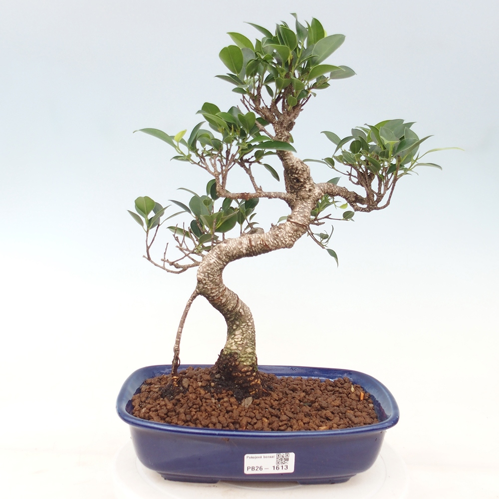 Camera bonsai - Ficus kimmen - ficus a foglie piccole