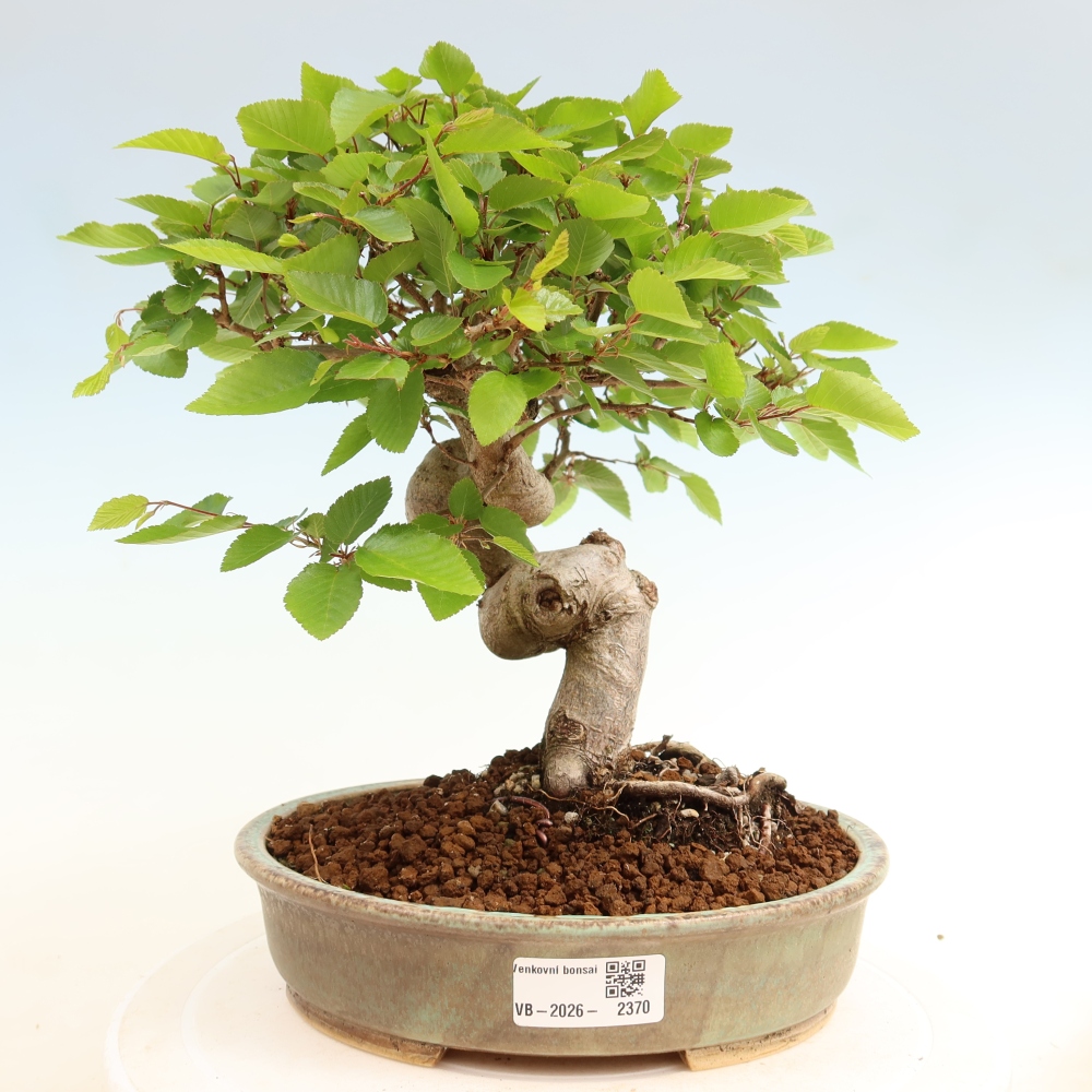 Bonsai da esterno -Carpinus Coreana - Carpino coreano
